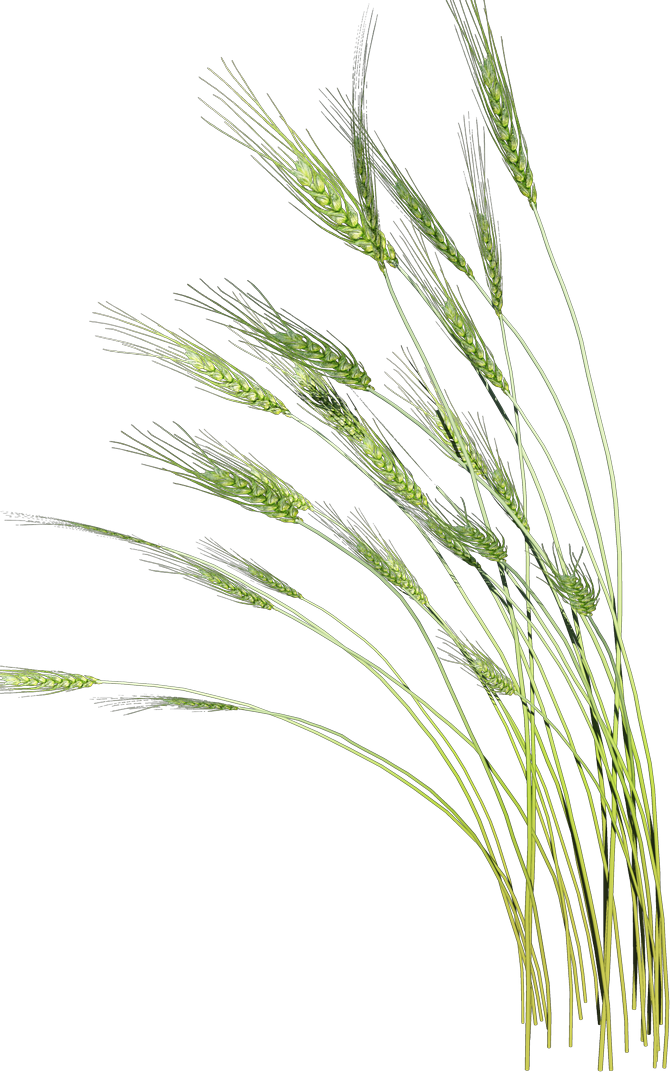 fleur décoration mlsophro.fr 11