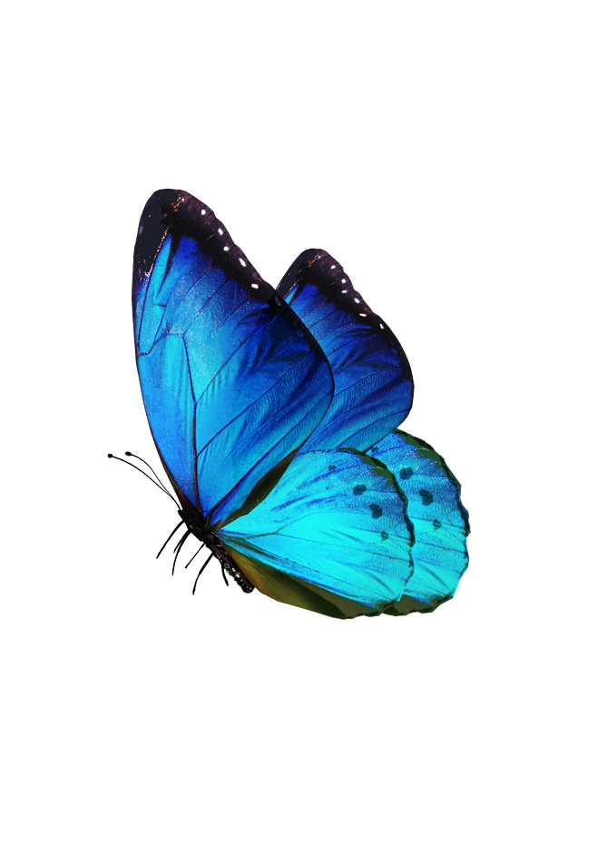 Papillon décoration 1